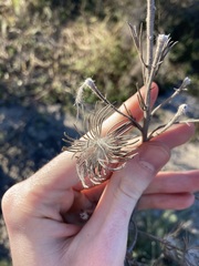 Adenanthos cygnorum