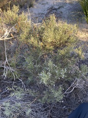 Adenanthos cygnorum