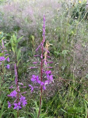 Chamaenerion angustifolium