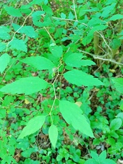 Spiraea chamaedryfolia
