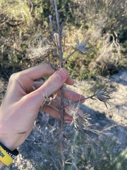 Adenanthos cygnorum