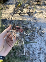 Adenanthos cygnorum