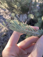 Adenanthos cygnorum