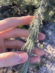 Adenanthos cygnorum