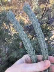 Adenanthos cygnorum