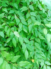 Spiraea chamaedryfolia