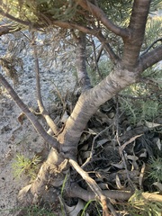 Adenanthos cygnorum