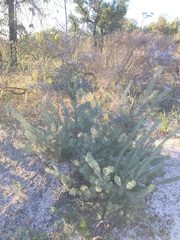 Adenanthos cygnorum
