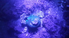 Pagurus novizealandiae