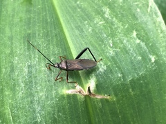 Notobitus