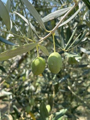 Olea europaea