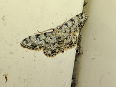 Idaea contiguaria