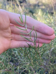 Hypocalymma angustifolium