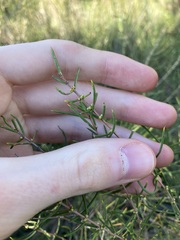 Hypocalymma angustifolium