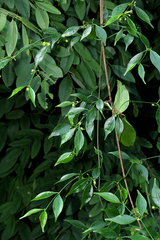 Camptocarpus