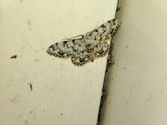 Idaea contiguaria