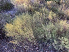 Hypocalymma angustifolium
