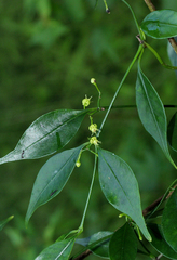 Camptocarpus