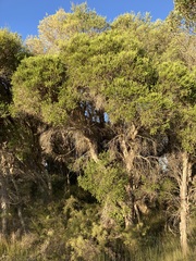 Melaleuca preissiana