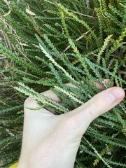 Banksia shuttleworthiana