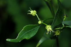 Camptocarpus