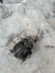 Coleoptera