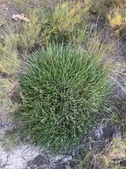 Banksia shuttleworthiana