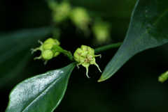 Camptocarpus