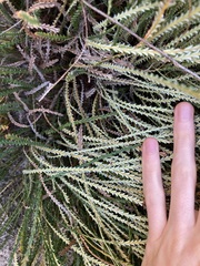 Banksia shuttleworthiana