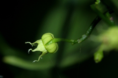 Camptocarpus