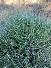 Banksia shuttleworthiana