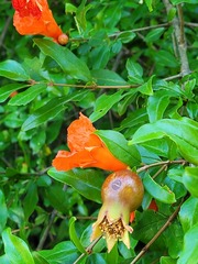 Punica granatum