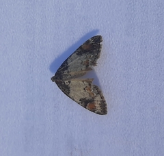 Dysstroma latefasciata