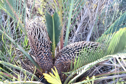 Image of Macrozamia fraseri by (c) Thomas Mesaglio, some rights reserved (CC BY)