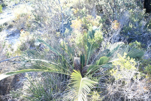 Image of Macrozamia fraseri by (c) Thomas Mesaglio, some rights reserved (CC BY)