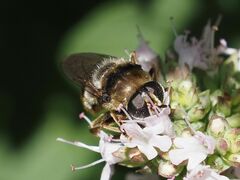 Merodon constans