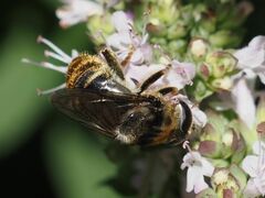 Merodon constans