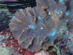 Pectinia paeonia