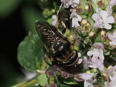 Merodon constans