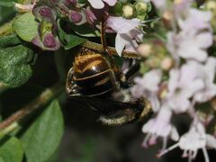 Merodon constans