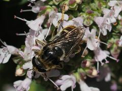 Merodon constans