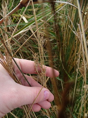 Juncus edgariae