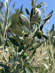 Olea europaea