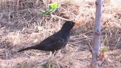 Turdus merula