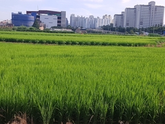 Oryza