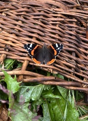 Vanessa atalanta