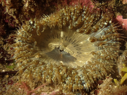 Daisy Anemone, photo 5 of 8
