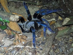 Cyriopagopus lividus