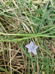 Hesperocodon hederaceus