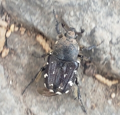 Heterocnemis graeca